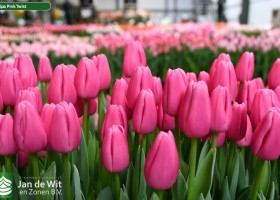 Tulipa Pink Twist ® (2)